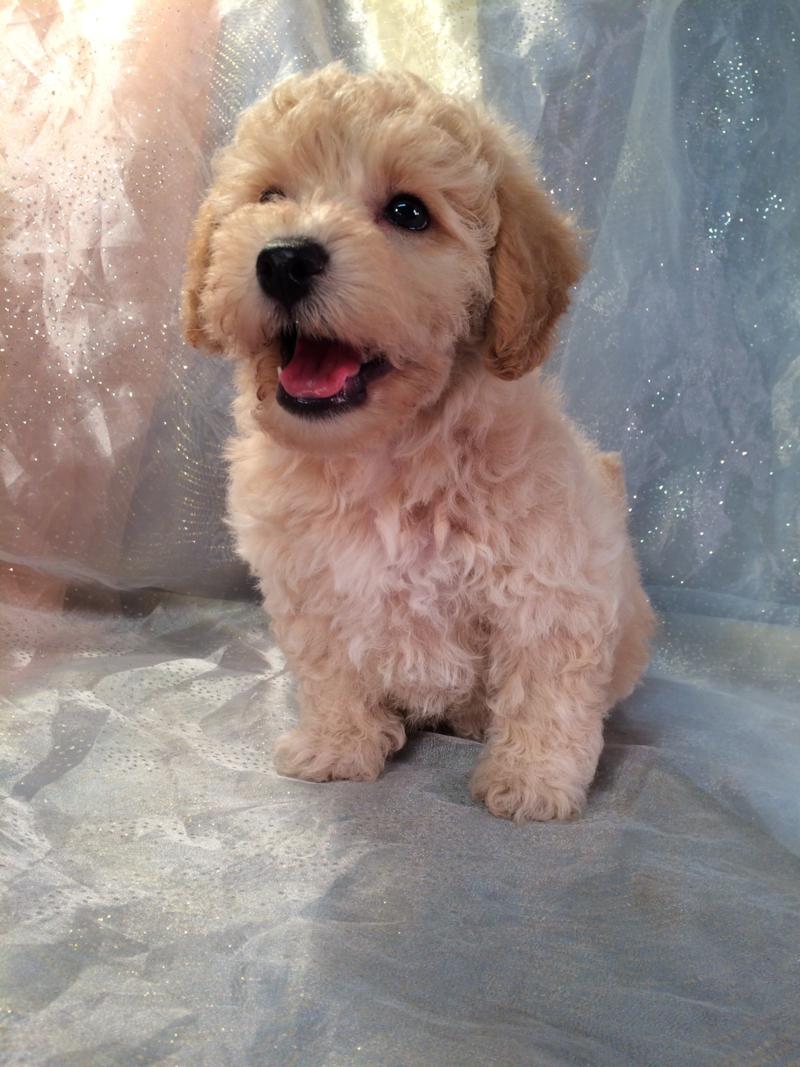 This Apricot Bichon Poodle Puppy Is Ready to Go Home!